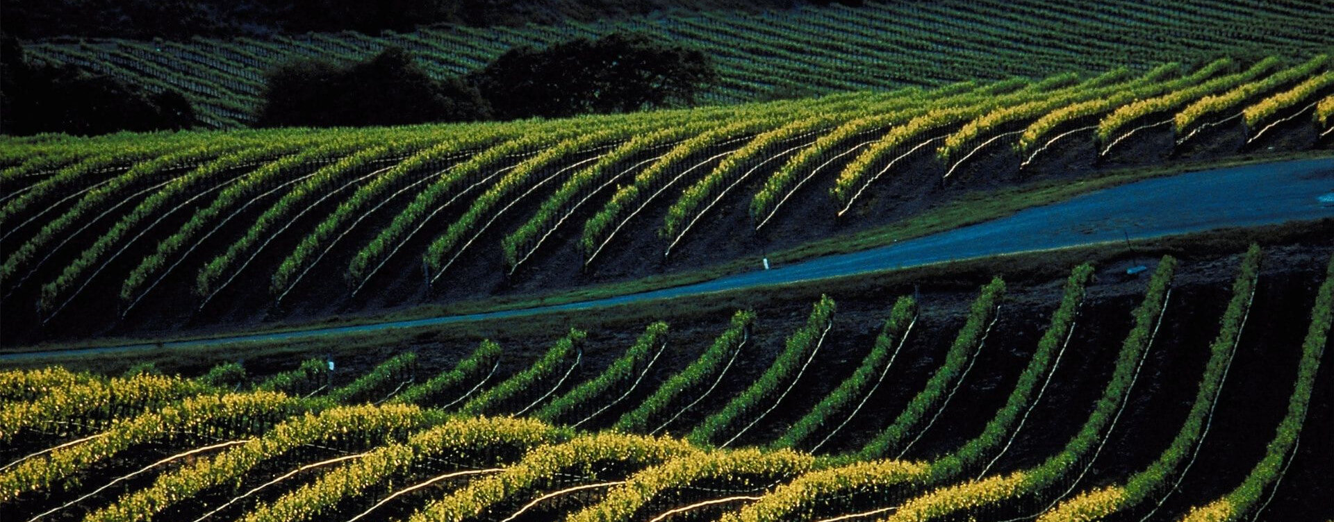 Plantación