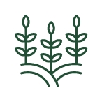 Espigas